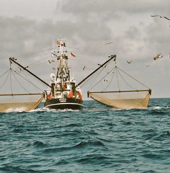 Fisch Kutter vor Büsum